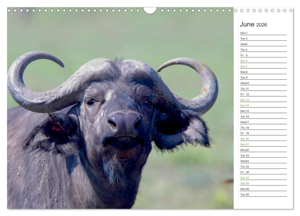 Kenya - its Wildlife (CALVENDO Monthly Calendar 2026)
