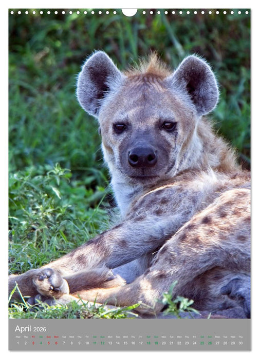 Wildlife of the Masai Mara (CALVENDO Monthly Calendar 2026)