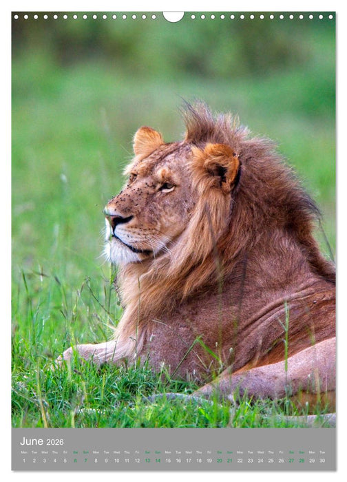 Wildlife of the Masai Mara (CALVENDO Monthly Calendar 2026)