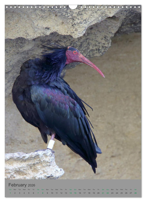 Wildlife of Spain (CALVENDO Monthly Calendar 2026)