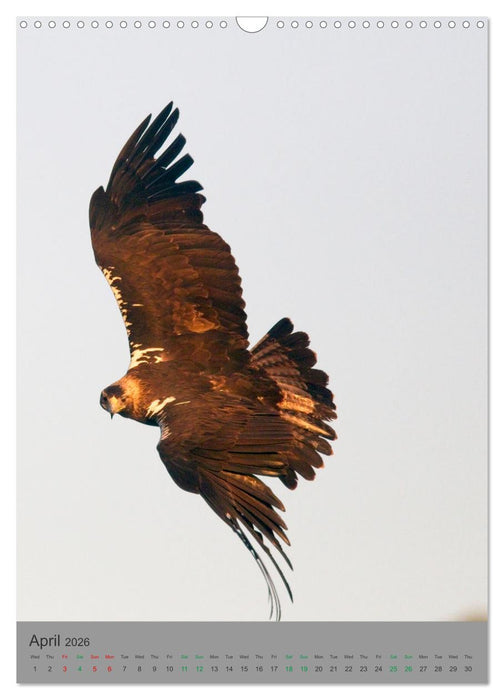 Wildlife of Spain (CALVENDO Monthly Calendar 2026)