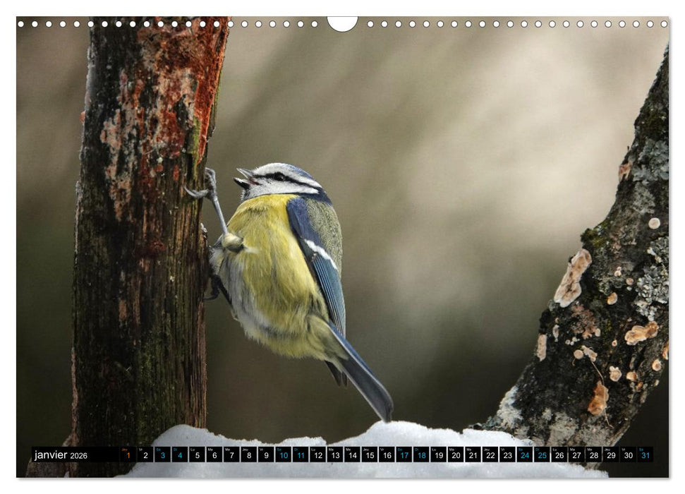 Mes anges bleus en Île-de-France (CALVENDO Calendrier mensuel 2026)