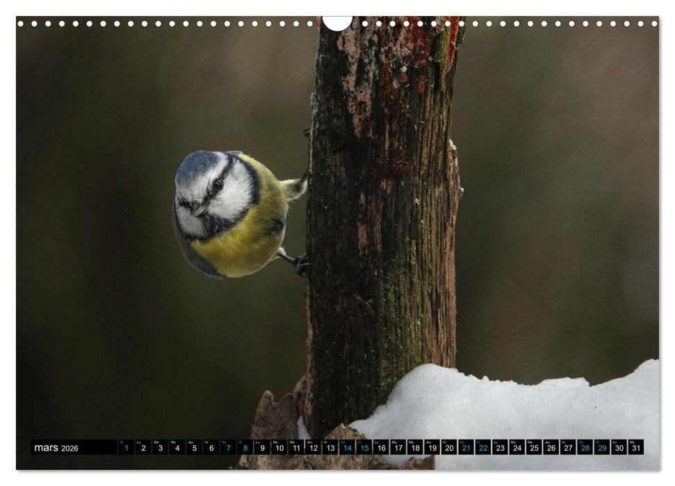 Mes anges bleus en Île-de-France (CALVENDO Calendrier mensuel 2026)