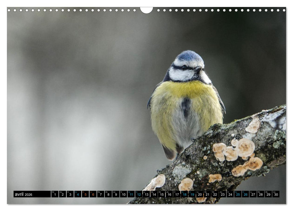 Mes anges bleus en Île-de-France (CALVENDO Calendrier mensuel 2026)