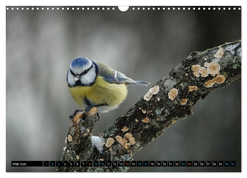 Mes anges bleus en Île-de-France (CALVENDO Calendrier mensuel 2026)