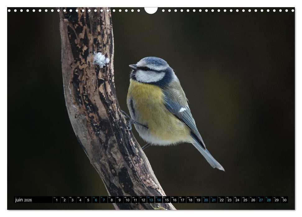 Mes anges bleus en Île-de-France (CALVENDO Calendrier mensuel 2026)
