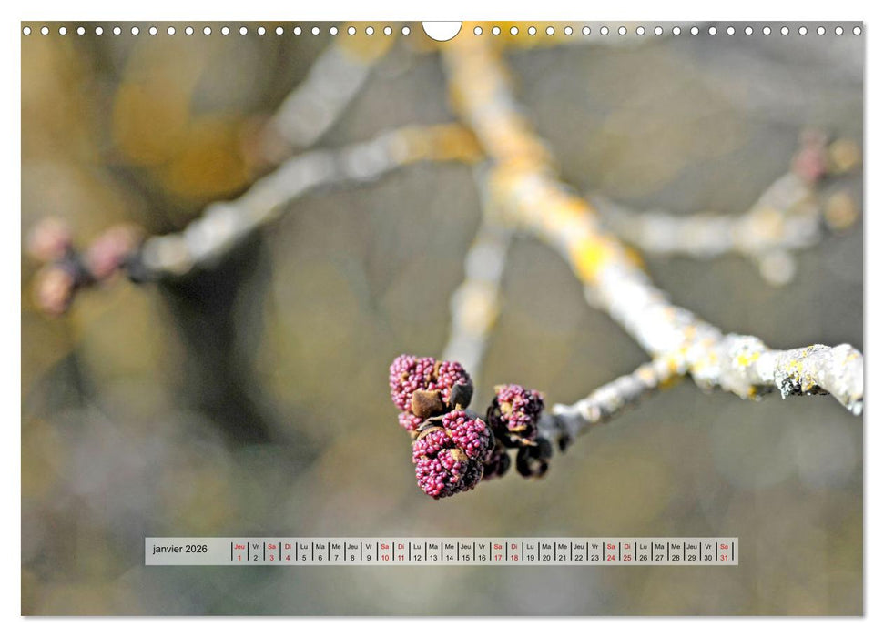 ÉCLORE (CALVENDO Calendrier mensuel 2026)