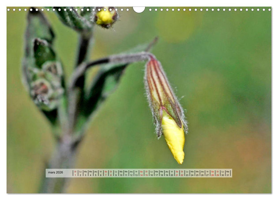 ÉCLORE (CALVENDO Calendrier mensuel 2026)