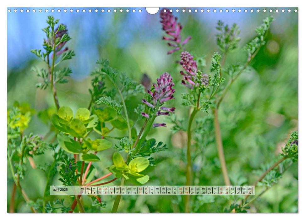 ÉCLORE (CALVENDO Calendrier mensuel 2026)