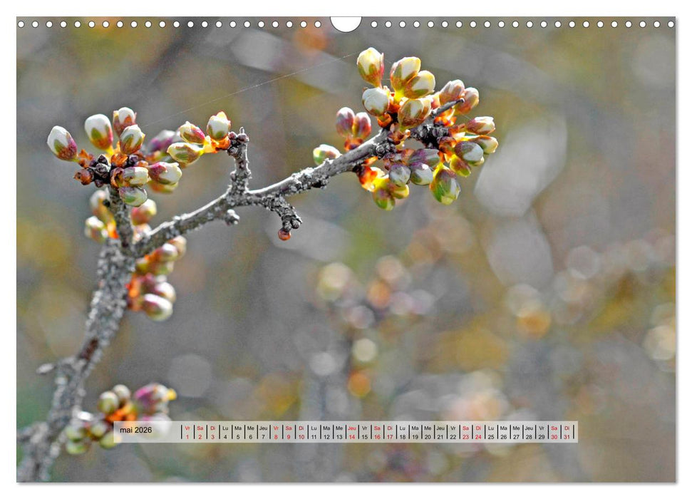 ÉCLORE (CALVENDO Calendrier mensuel 2026)