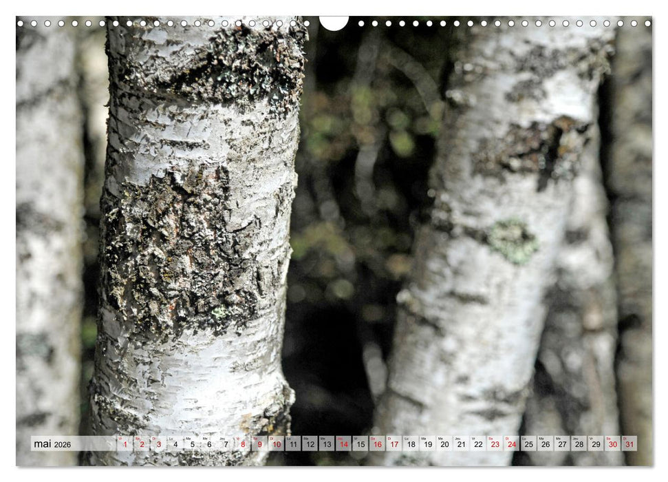 Au cœur de la forêt (CALVENDO Calendrier mensuel 2026)