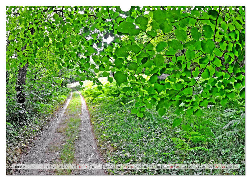 Au cœur de la forêt (CALVENDO Calendrier mensuel 2026)