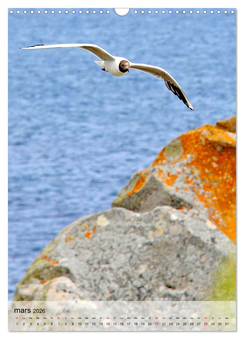 La mouette (CALVENDO Calendrier mensuel 2026)