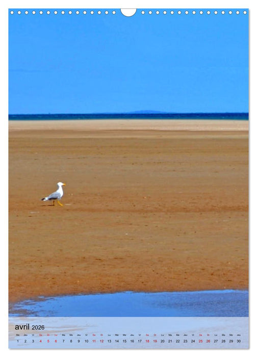 La mouette (CALVENDO Calendrier mensuel 2026)