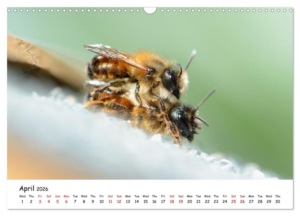Wild bees - The life of solitary bees in insect hotels (CALVENDO Monthly Calendar 2026)