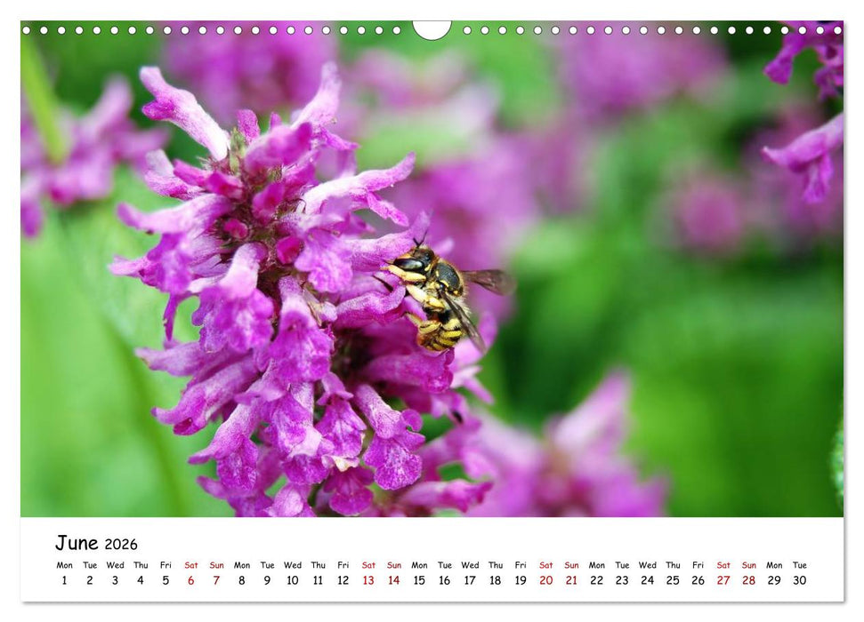 Wild bees - The life of solitary bees in insect hotels (CALVENDO Monthly Calendar 2026)