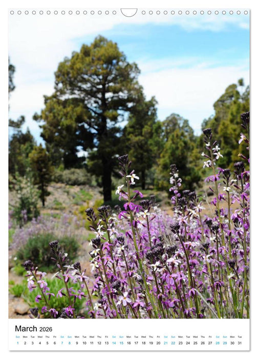 Tenerife - The volcanic island (CALVENDO Monthly Calendar 2026)