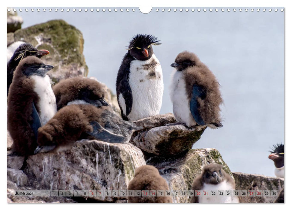 In the Falkland Islands (CALVENDO Monthly Calendar 2026)