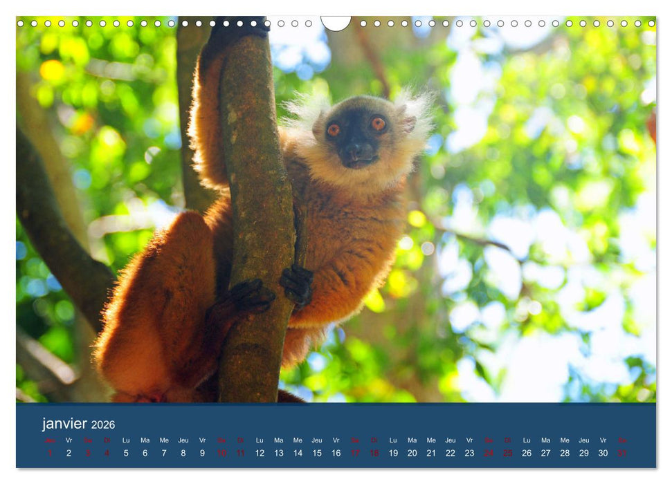 Autour de Nosy Be (CALVENDO Calendrier mensuel 2026)