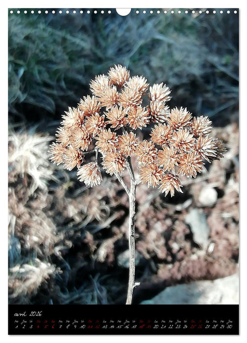 Surnaturel (CALVENDO Calendrier mensuel 2026)