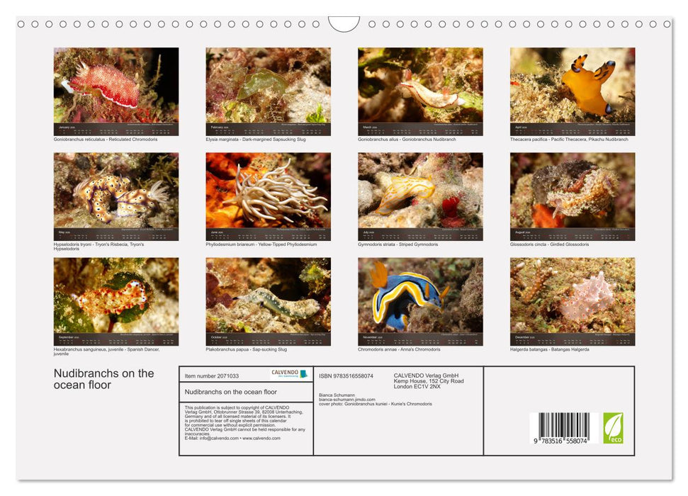 Nudibranchs on the ocean floor (CALVENDO Monthly Calendar 2026)