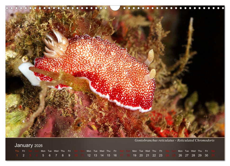 Nudibranchs on the ocean floor (CALVENDO Monthly Calendar 2026)