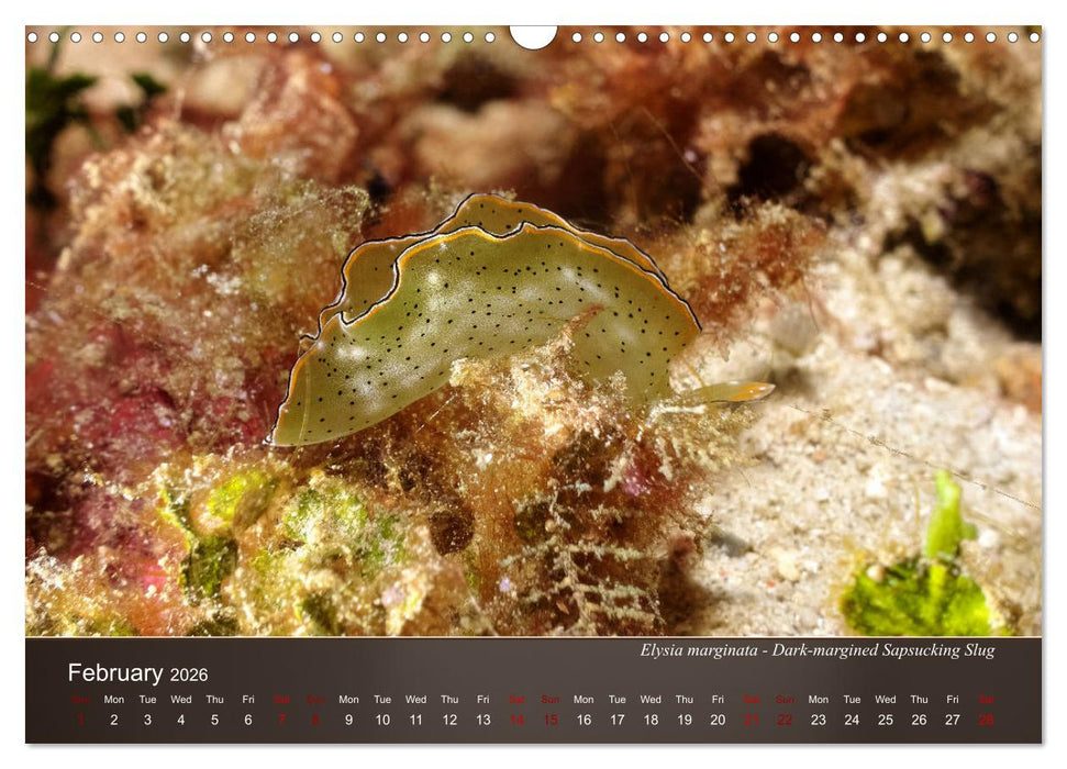 Nudibranchs on the ocean floor (CALVENDO Monthly Calendar 2026)