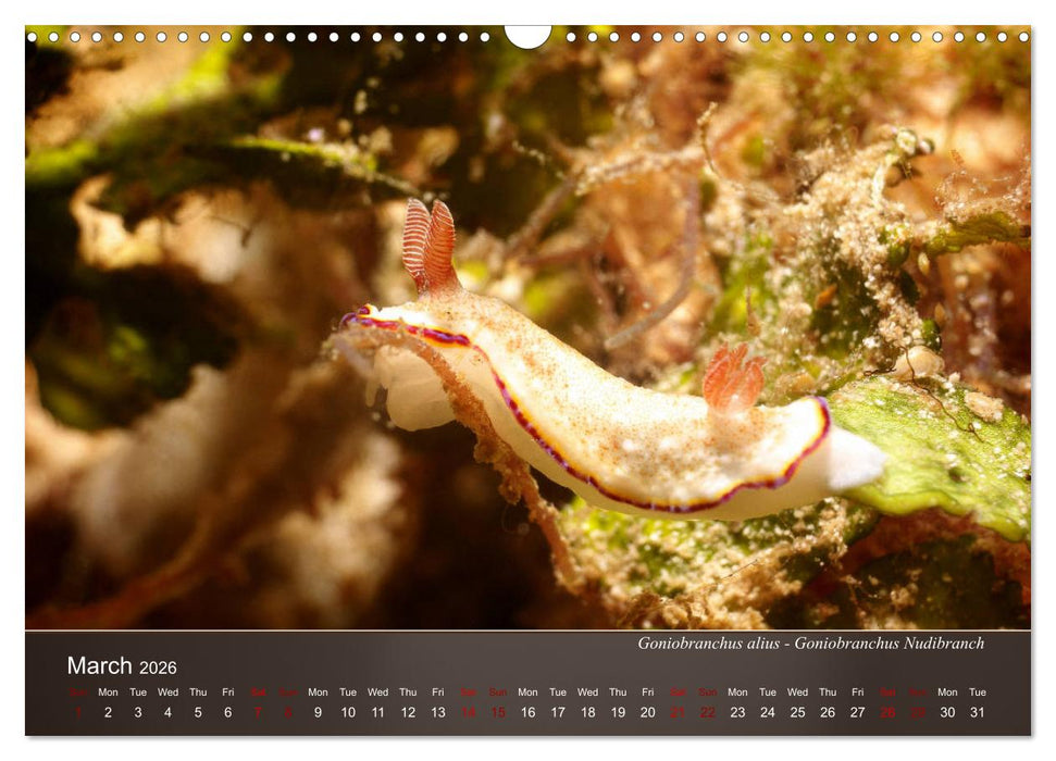 Nudibranchs on the ocean floor (CALVENDO Monthly Calendar 2026)