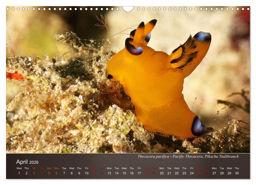 Nudibranchs on the ocean floor (CALVENDO Monthly Calendar 2026)