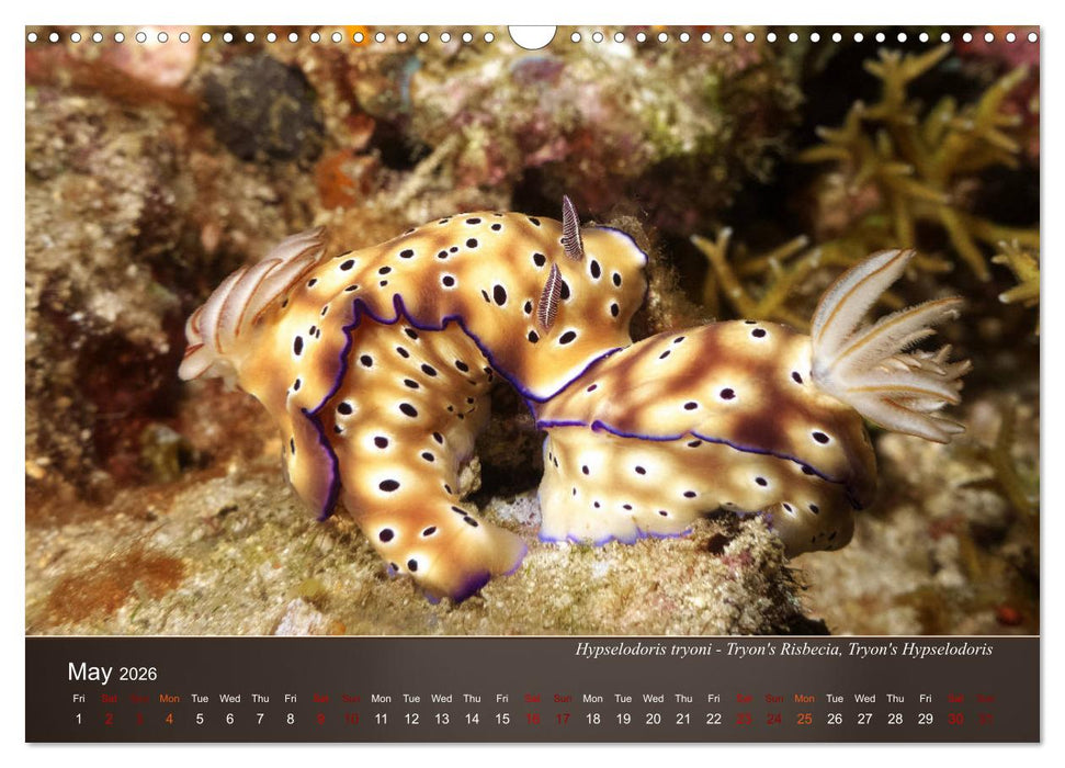 Nudibranchs on the ocean floor (CALVENDO Monthly Calendar 2026)