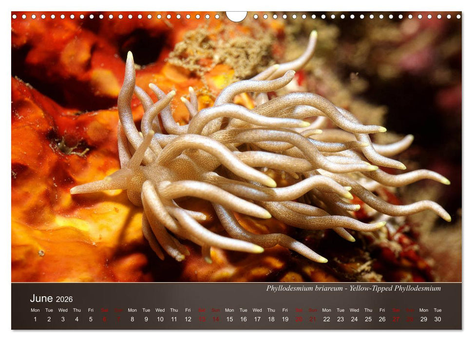 Nudibranchs on the ocean floor (CALVENDO Monthly Calendar 2026)