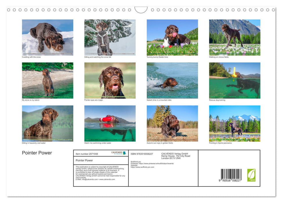 Pointer Power (CALVENDO Monthly Calendar 2026)