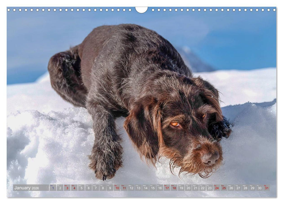 Pointer Power (CALVENDO Monthly Calendar 2026)