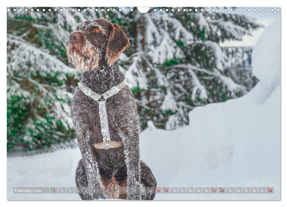 Pointer Power (CALVENDO Monthly Calendar 2026)