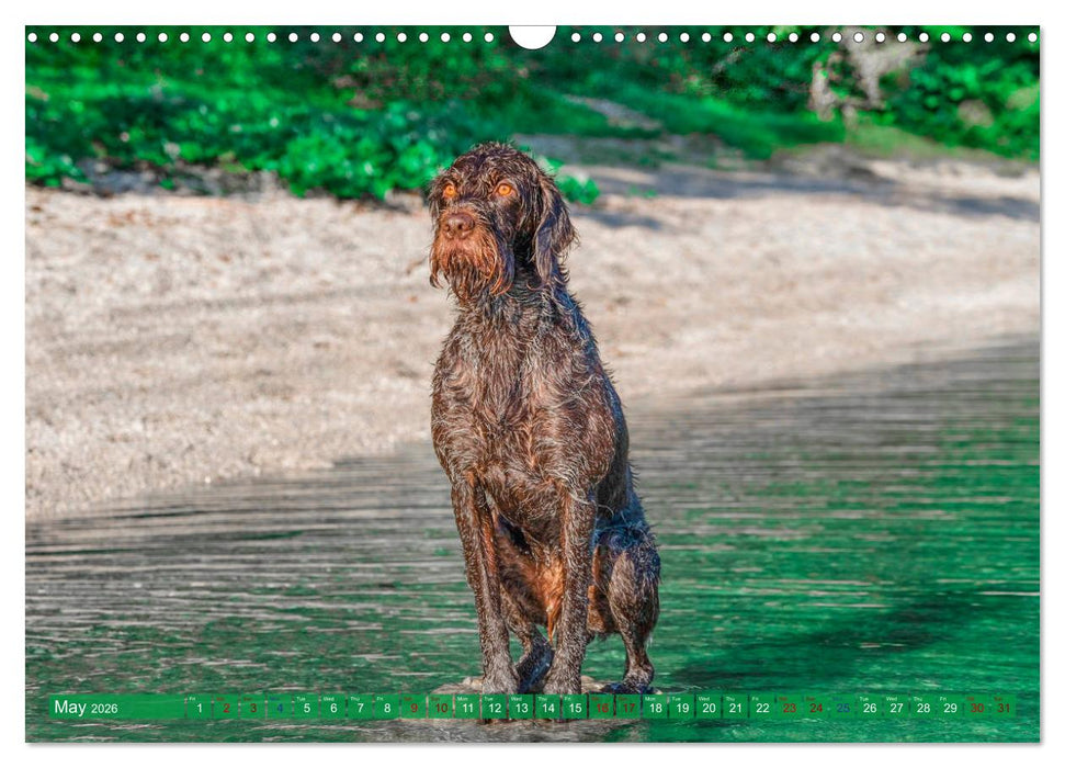 Pointer Power (CALVENDO Monthly Calendar 2026)