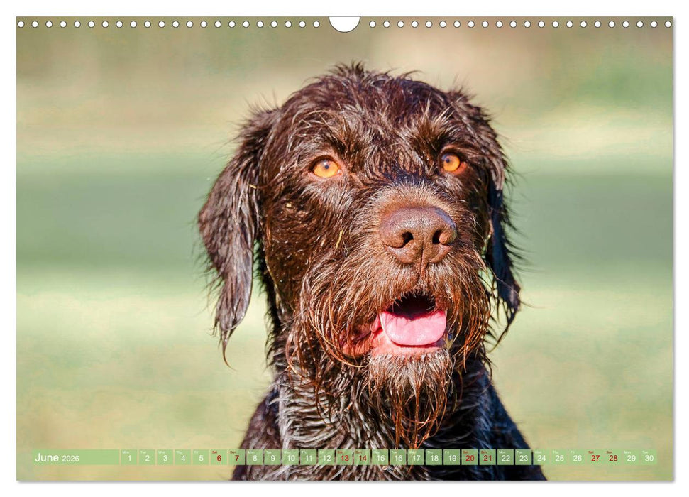 Pointer Power (CALVENDO Monthly Calendar 2026)