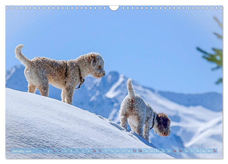 Lagotto Romagnolo Mountain Life (CALVENDO Monthly Calendar 2026)