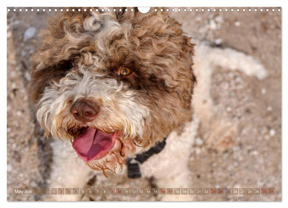 Lagotto Romagnolo Mountain Life (CALVENDO Monthly Calendar 2026)