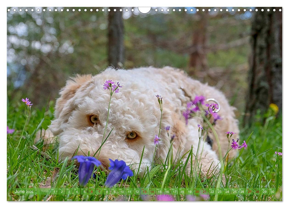 Lagotto Romagnolo Mountain Life (CALVENDO Monthly Calendar 2026)