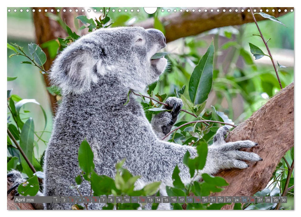 Australia - Metropolises • Outback • Rainforest • Koalas (CALVENDO Monthly Calendar 2026)
