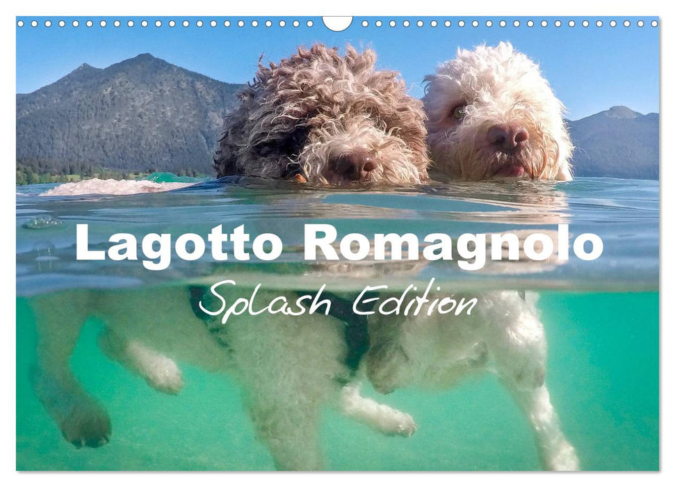 Lagotto Romagnolo Splash Edition (CALVENDO Monthly Calendar 2026)