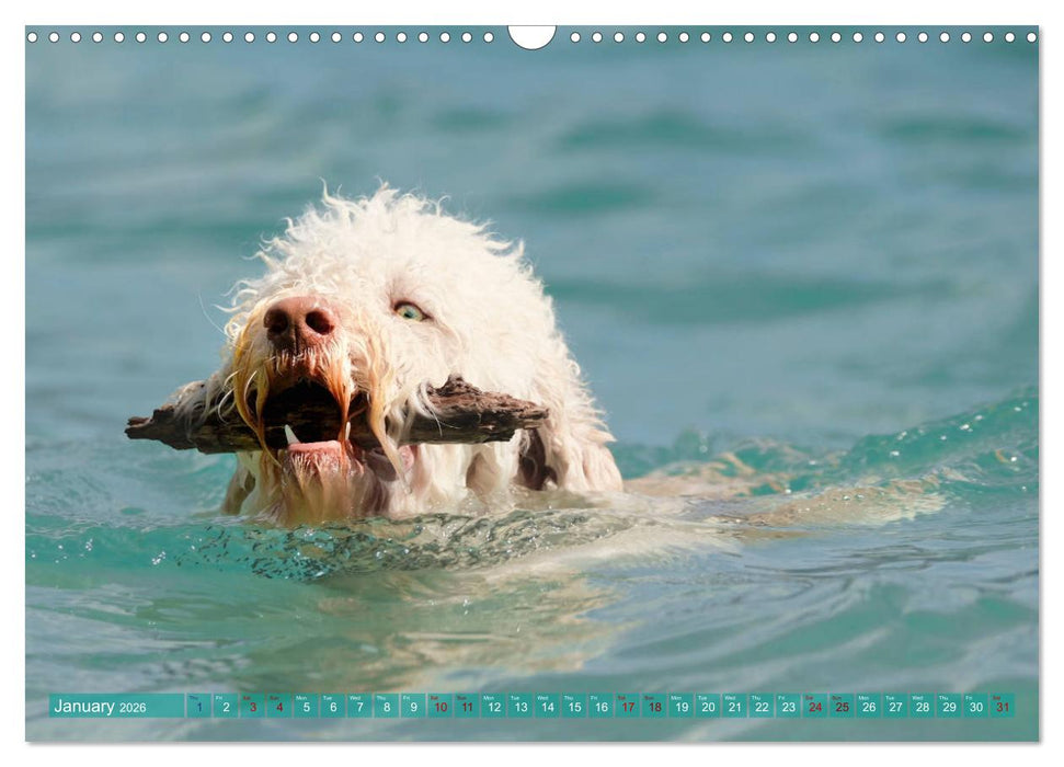 Lagotto Romagnolo Splash Edition (CALVENDO Monthly Calendar 2026)