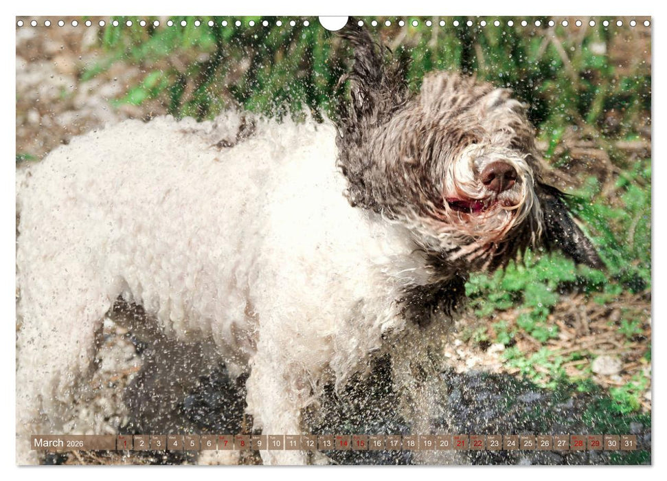 Lagotto Romagnolo Splash Edition (CALVENDO Monthly Calendar 2026)