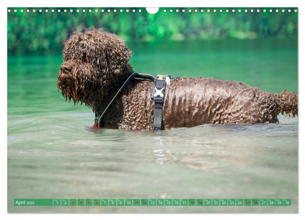 Lagotto Romagnolo Splash Edition (CALVENDO Monthly Calendar 2026)