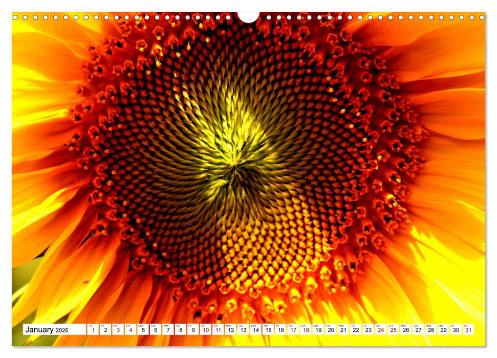 Fascinating colours of flowers (CALVENDO Monthly Calendar 2026)