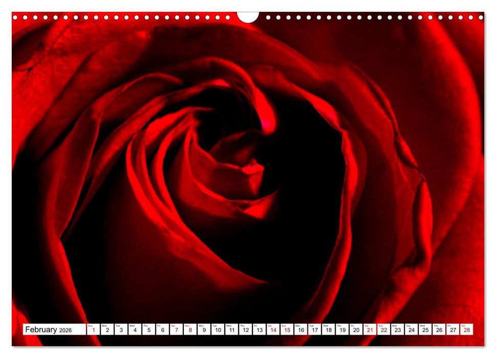 Fascinating colours of flowers (CALVENDO Monthly Calendar 2026)