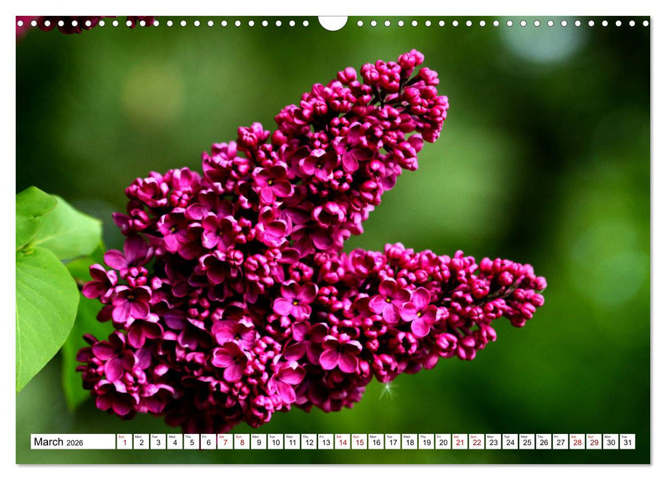 Fascinating colours of flowers (CALVENDO Monthly Calendar 2026)