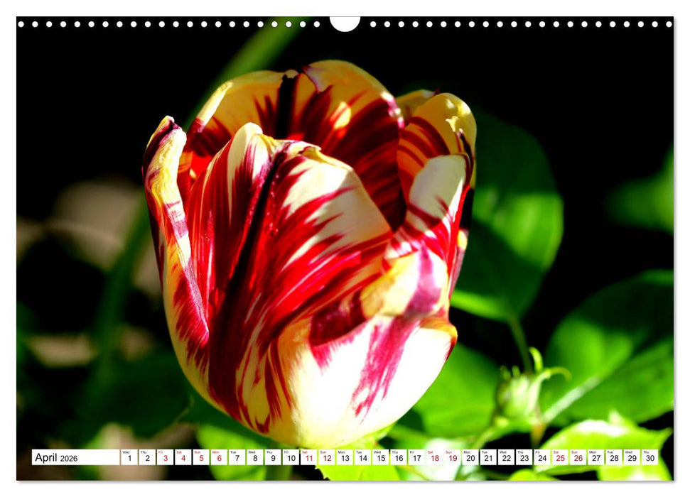 Fascinating colours of flowers (CALVENDO Monthly Calendar 2026)