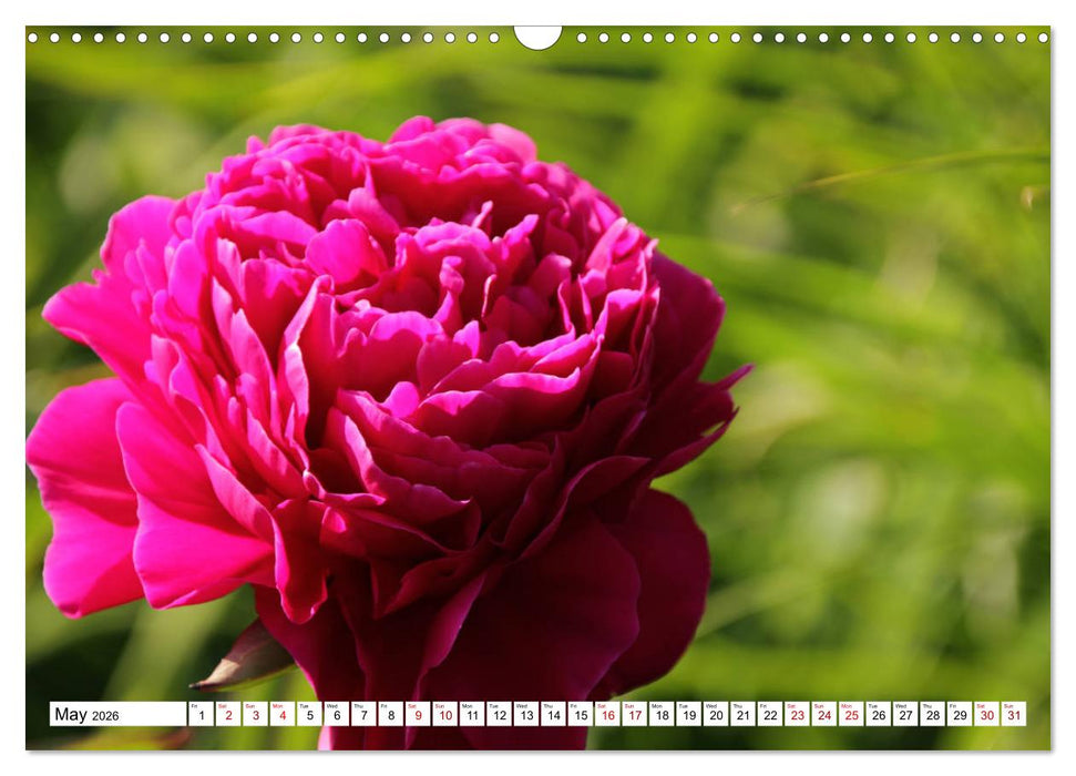 Fascinating colours of flowers (CALVENDO Monthly Calendar 2026)