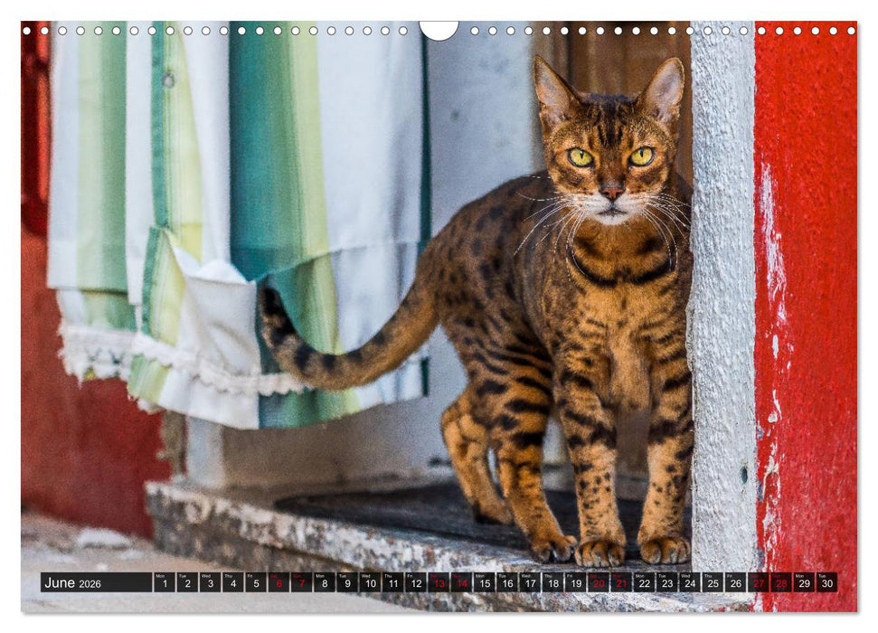 Burano - The colourful island (CALVENDO Monthly Calendar 2026)